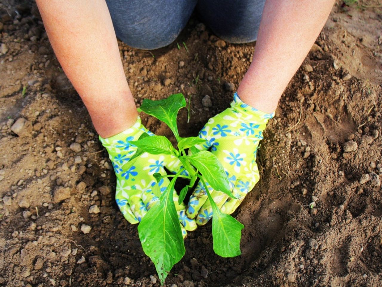 Gardener Planting A Plant In The Garden