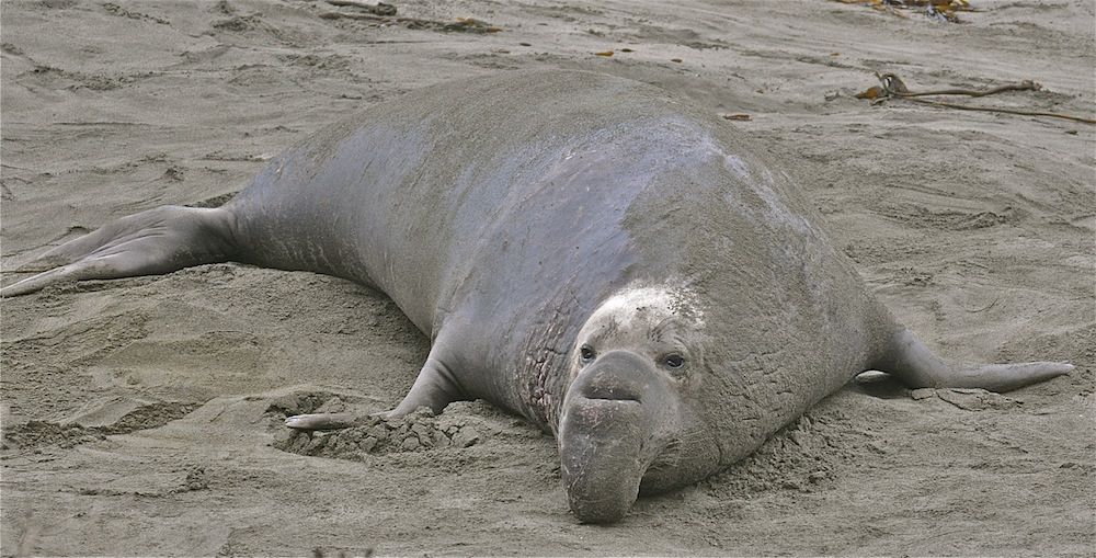 Breeding Season: Incredible Photos of Northern Elephant Seals | Live ...