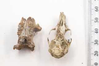 Extinct giant rat skull fragment (left) and a much smaller modern rat skull (right).