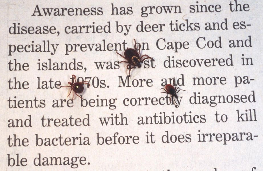 Victims of Lone Star tick bites are developing serious allergies to meat