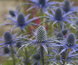 Purple thistle The Alpine Sea Holly (Eryngium alpinum) in the garden