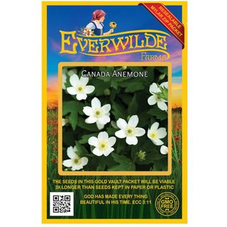 Everwilde Farms - 75 Canada Anemone Native Wildflower Seeds