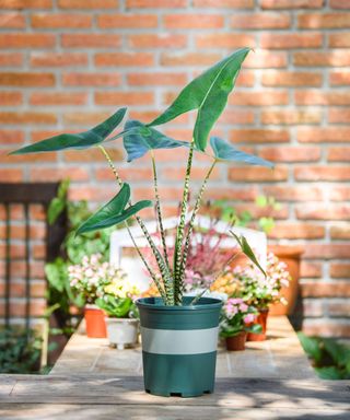 Alocasia zebrina in green pot for decorative on table at home and office