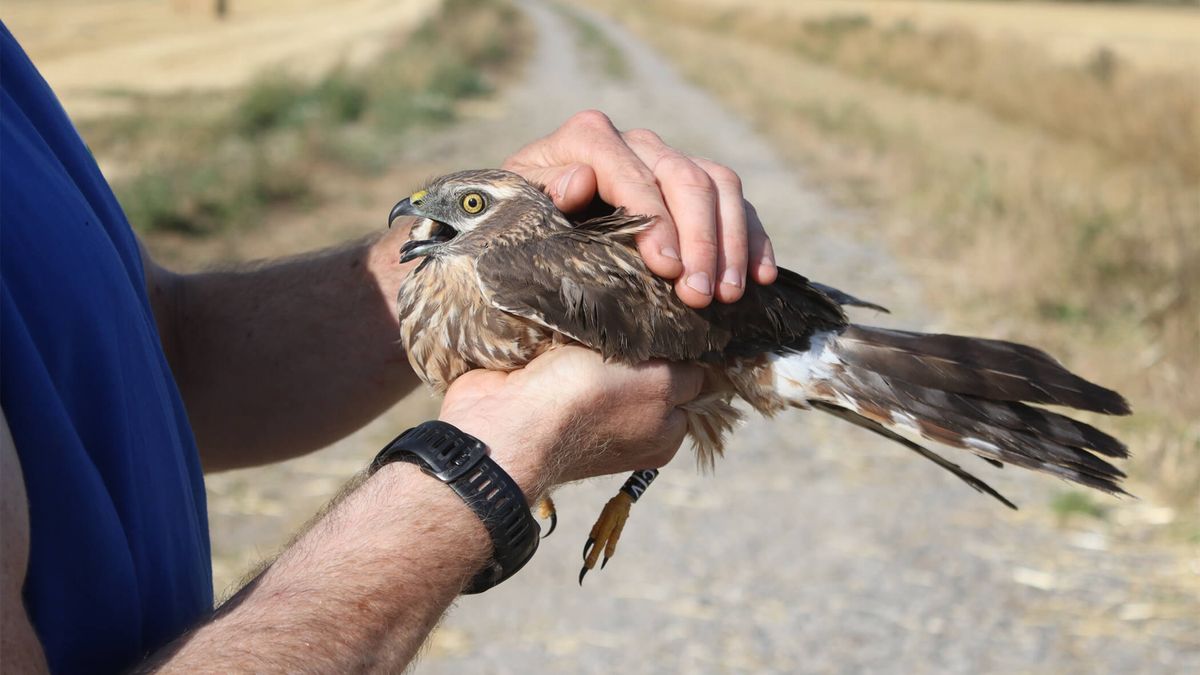 Montagu's harrier.