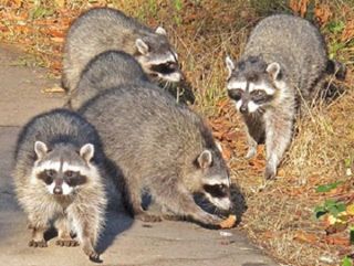 Raccoons are more than happy to make human areas their homes.