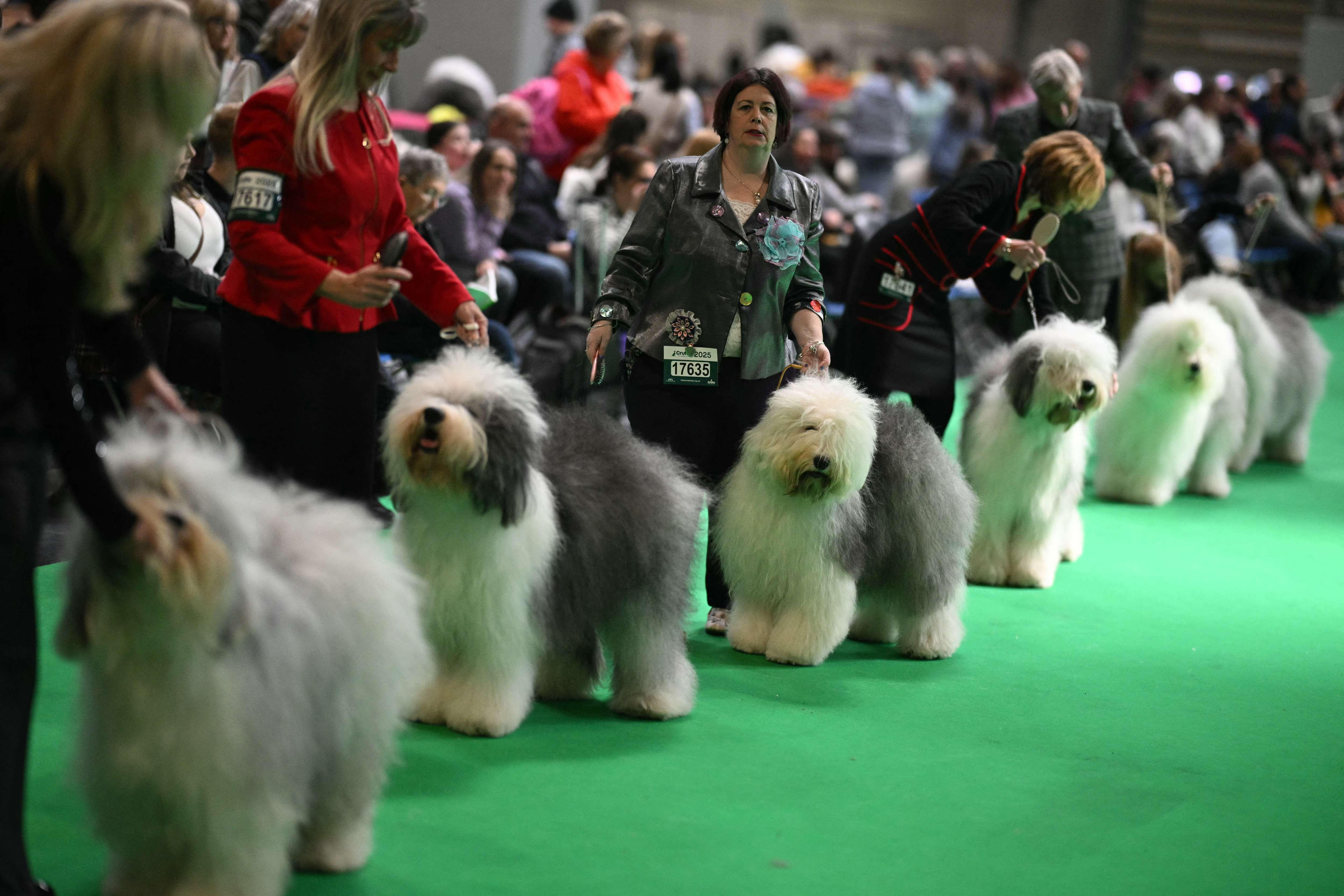 Handlers presenting a line of old English sheepdogs in the show ring at Crufts, the dogs standing on green carpet with their long, fluffy grey-and-white coats neatly groomed as spectators watch in the background.