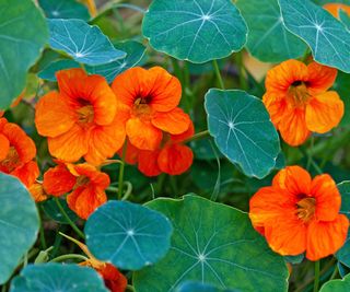 nasturtium flowers and leaves