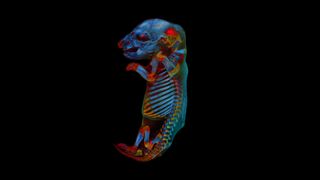 Creating the image of the fetus involved combining multiple scans in different spectral ranges.