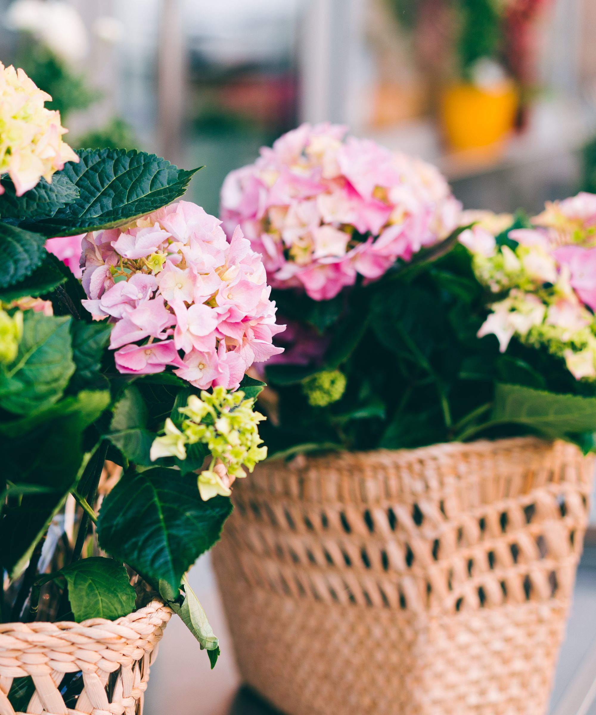 square, woven planters with pink flowers