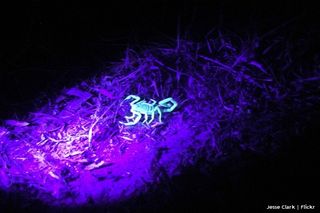 Scorpions glow in UV light, like that from a black light or the moon. Credit: Jesse Clark | Flickr