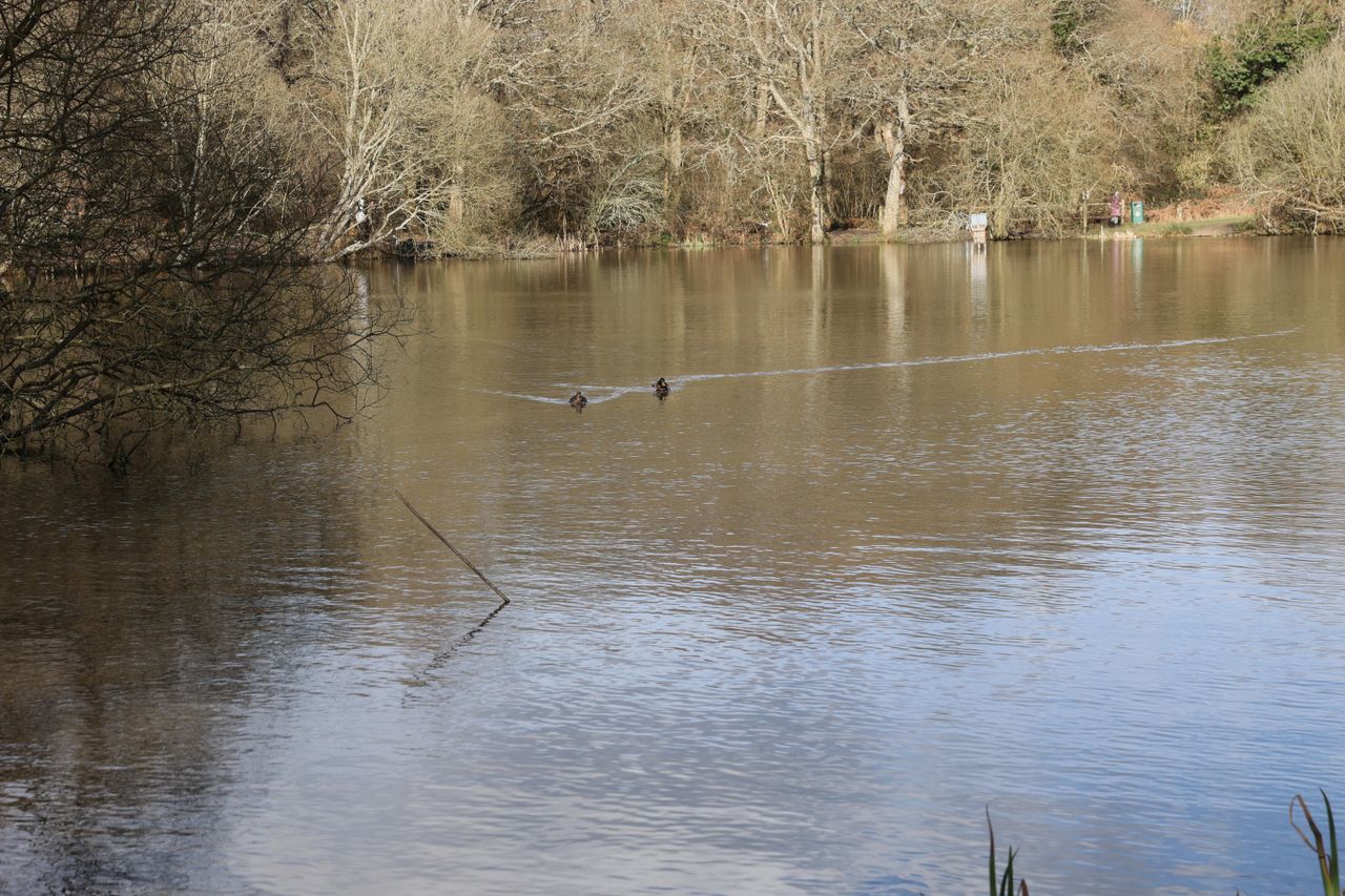 A shot taken with the Canon EOS R6. It shows a pond with two ducks on it