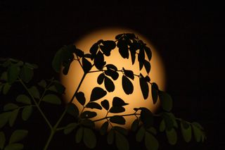 the full moon seen through foliage