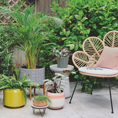 Courtyard garden with fence and shrubs, plants in pots and rattan chair with cushion.