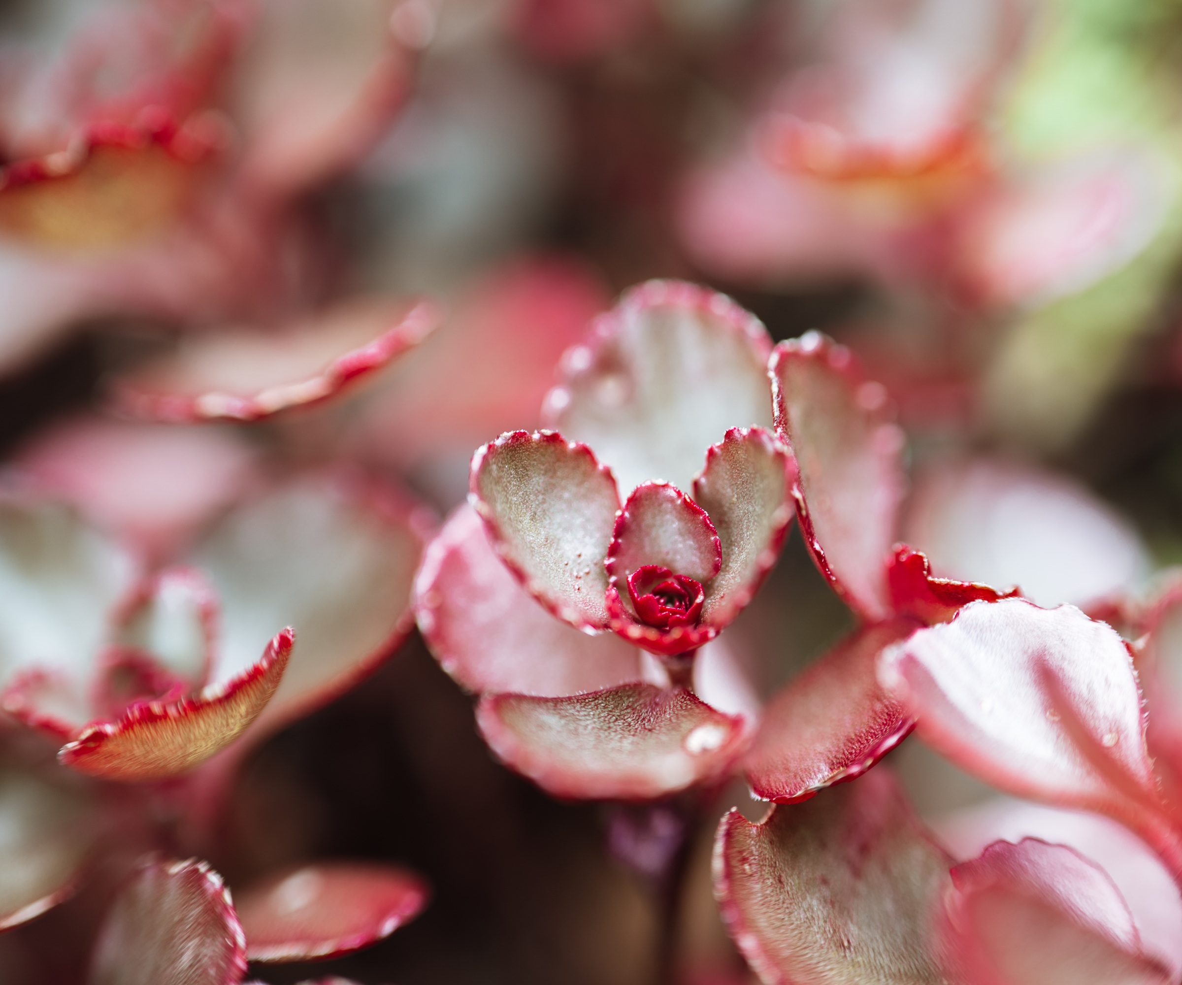 Sedum 'dragons blood' red