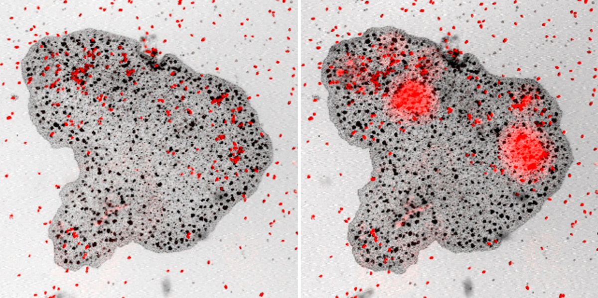 Trichoplax, a simple animal with no organs, feeds on microalgae (red specks). 