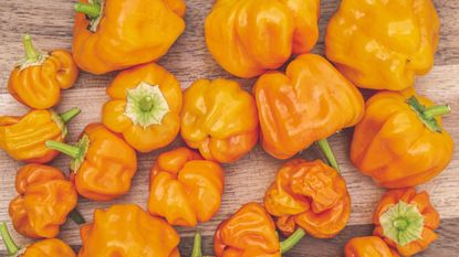 habanero chillies at harvest are some of the best vegetables to plant in december