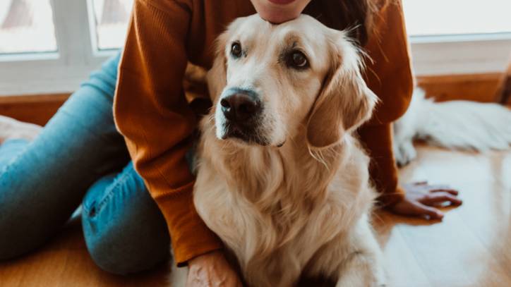 what is the best emotional support dog