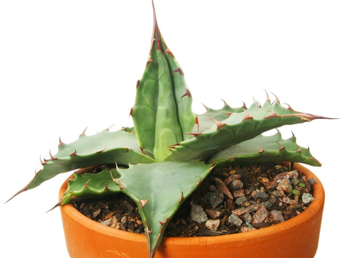 Propagating Agave How To Grow Agave From Pups, Cuttings Or Seeds