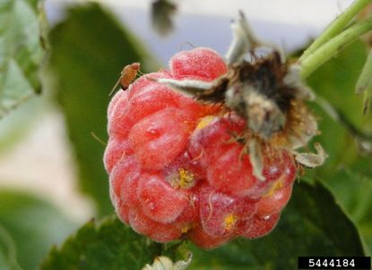 Spotted Winged Drosophila Pest On A Red Berry