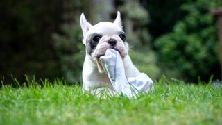 Dog chewing sock