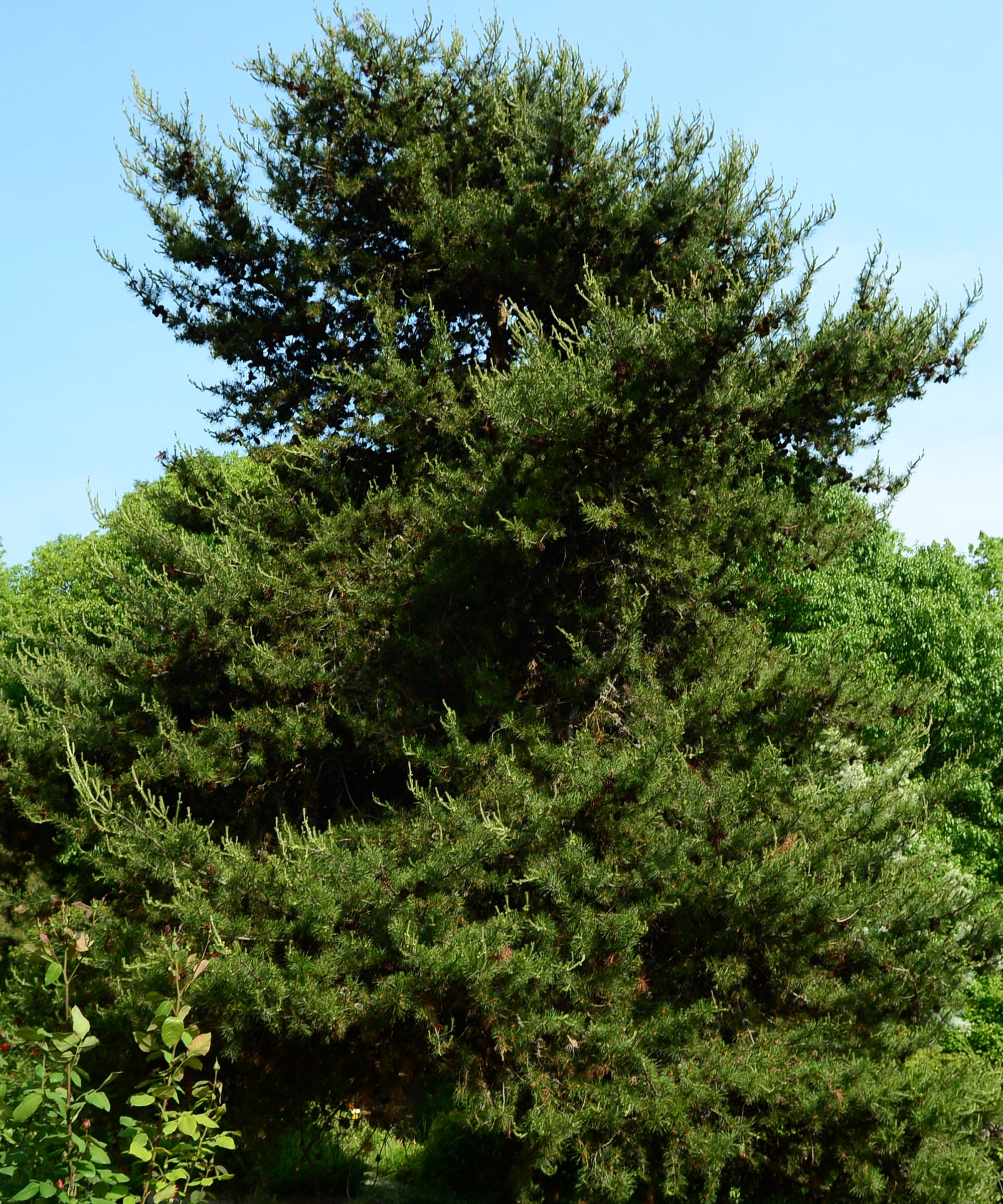 Virginia pine tree growing in garden