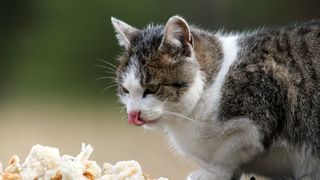 A cat licking its lips and looking at some bread