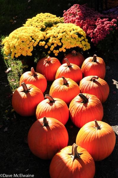Autumn sales at the Pineland Farm Country Store