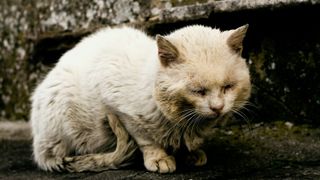 A stray cat looking unwell