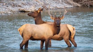 Two elk crossing river in Alberta, Canada