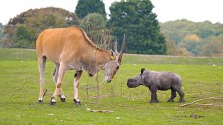 Baby rhino with eland