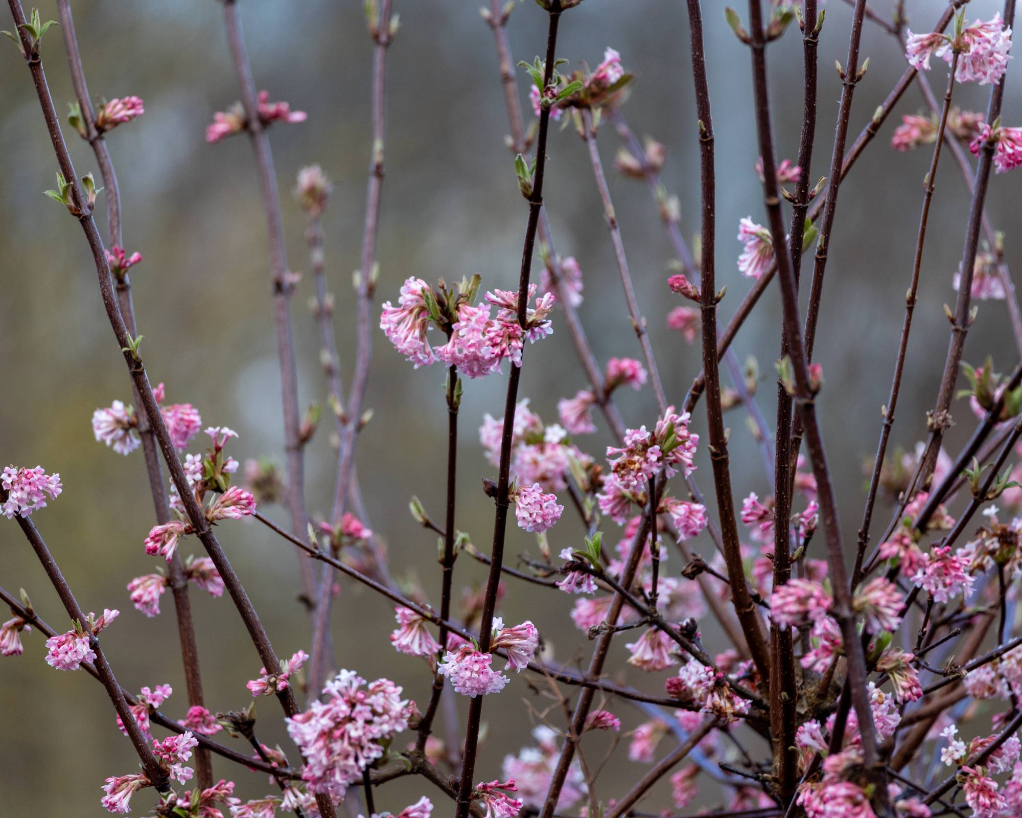 Pink blooms on winter shrubs