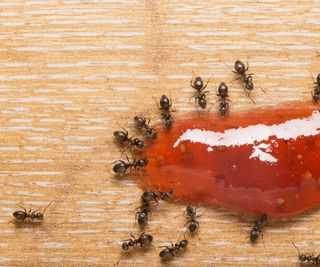 ants around jam