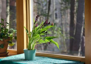 how to care for cala lily by placing it in direct sunlight on a window ledge