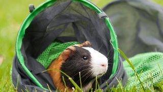 A guinea pig enjoying the best guinea pig accessories