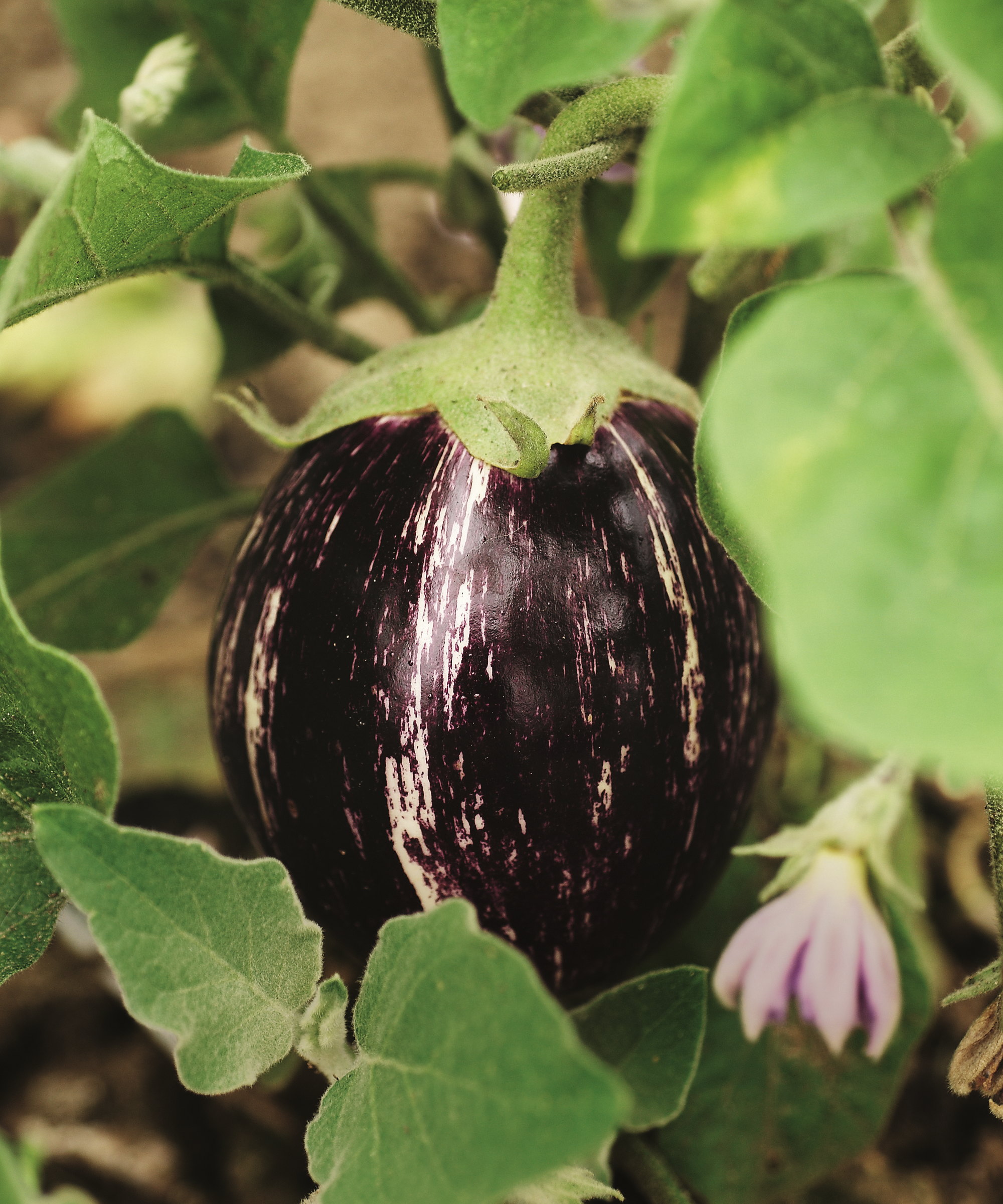 A small eggplant developing on a plant