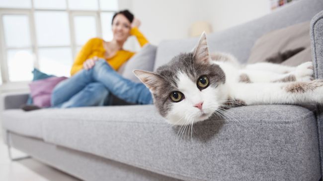 How to help an anxious cat: 20 practical tips | PetsRadar - Calming Nervous Cats In New Surroundings