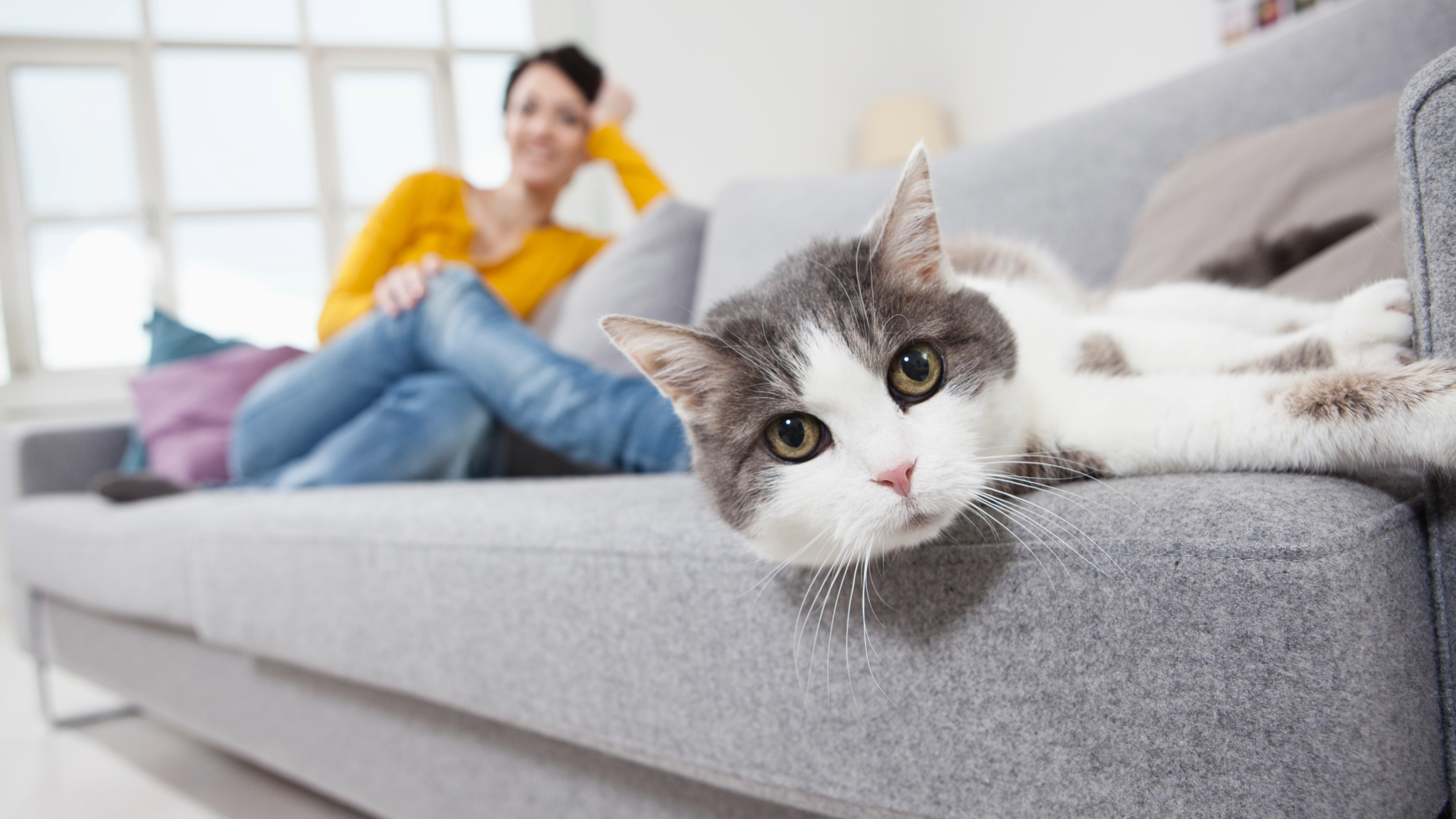Woman sitting near cat on couch