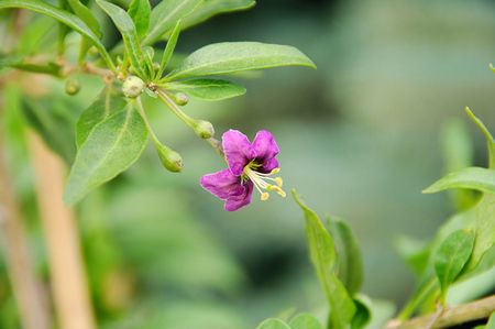 Matrimony Vine Plant