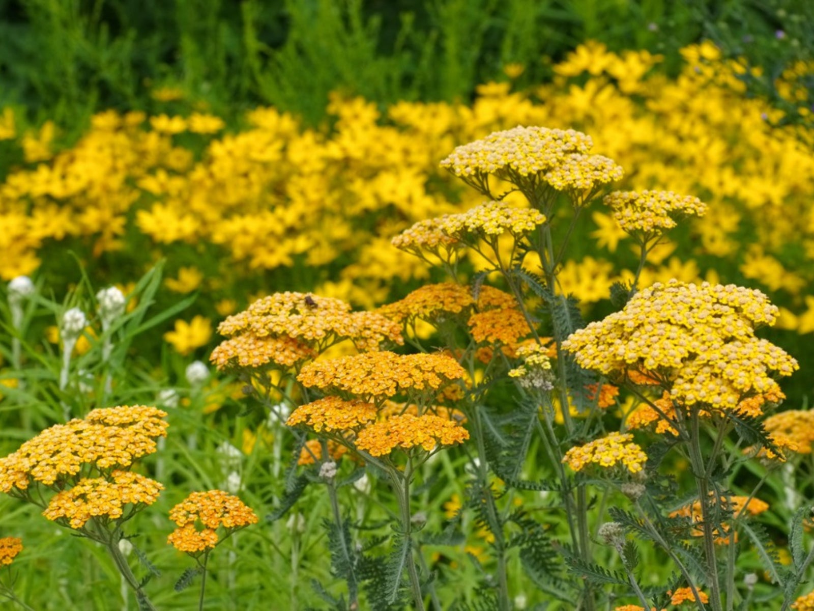 Three Dogs in a Garden: Yarrow: A perennial that can handle Heat, Drought &  Poor Soil