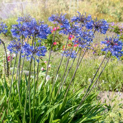 Agapanthus
