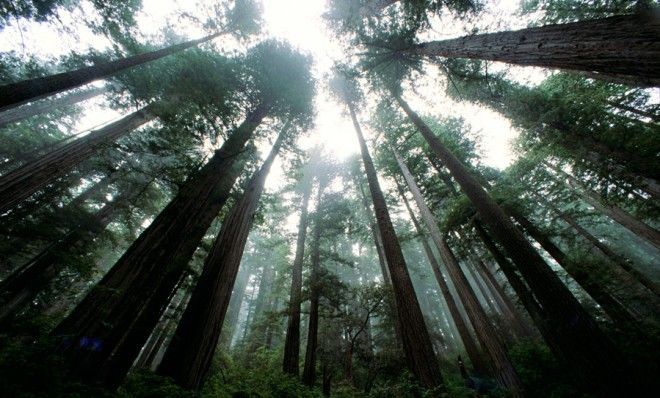 Why not use the largest, oldest, an most iconic trees on the planet for reforestation?