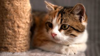 Why do cats need a scratching post? Cat lying next to scratching post