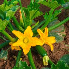 A zucchini plant with fruit and two flowers
