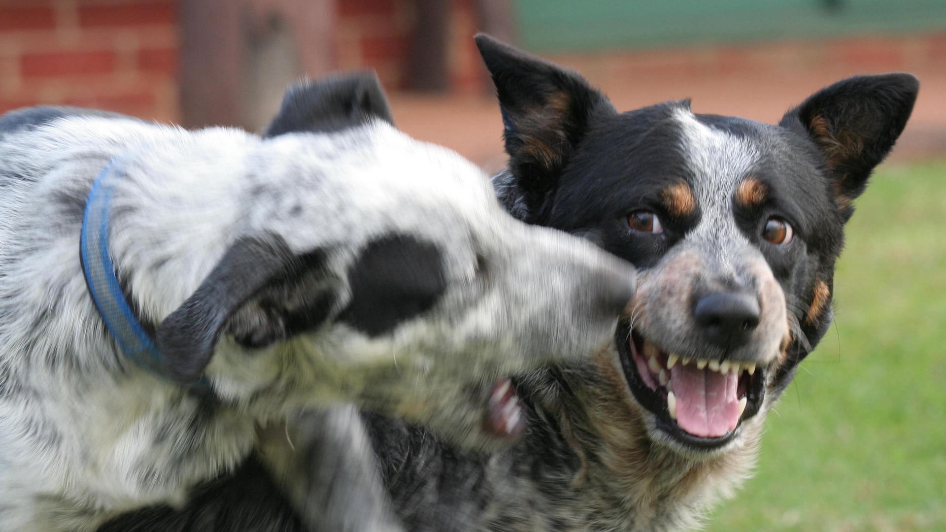 Two cattle dogs snapping at each other