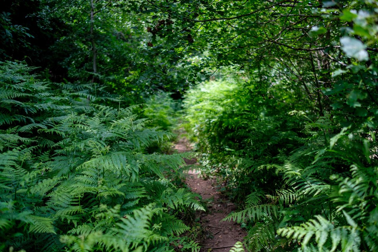 Best plants under trees 10 lovely varieties that will thrive