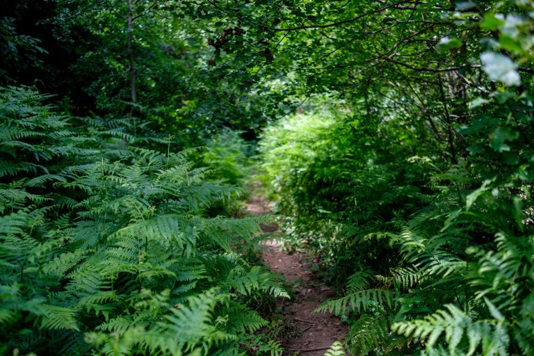 Best plants under trees 10 lovely varieties that will thrive