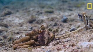 Unusual octopus mating session captured in rare and comical footage filmed off the Indonesian island of Bunaken for new National Geographic show.