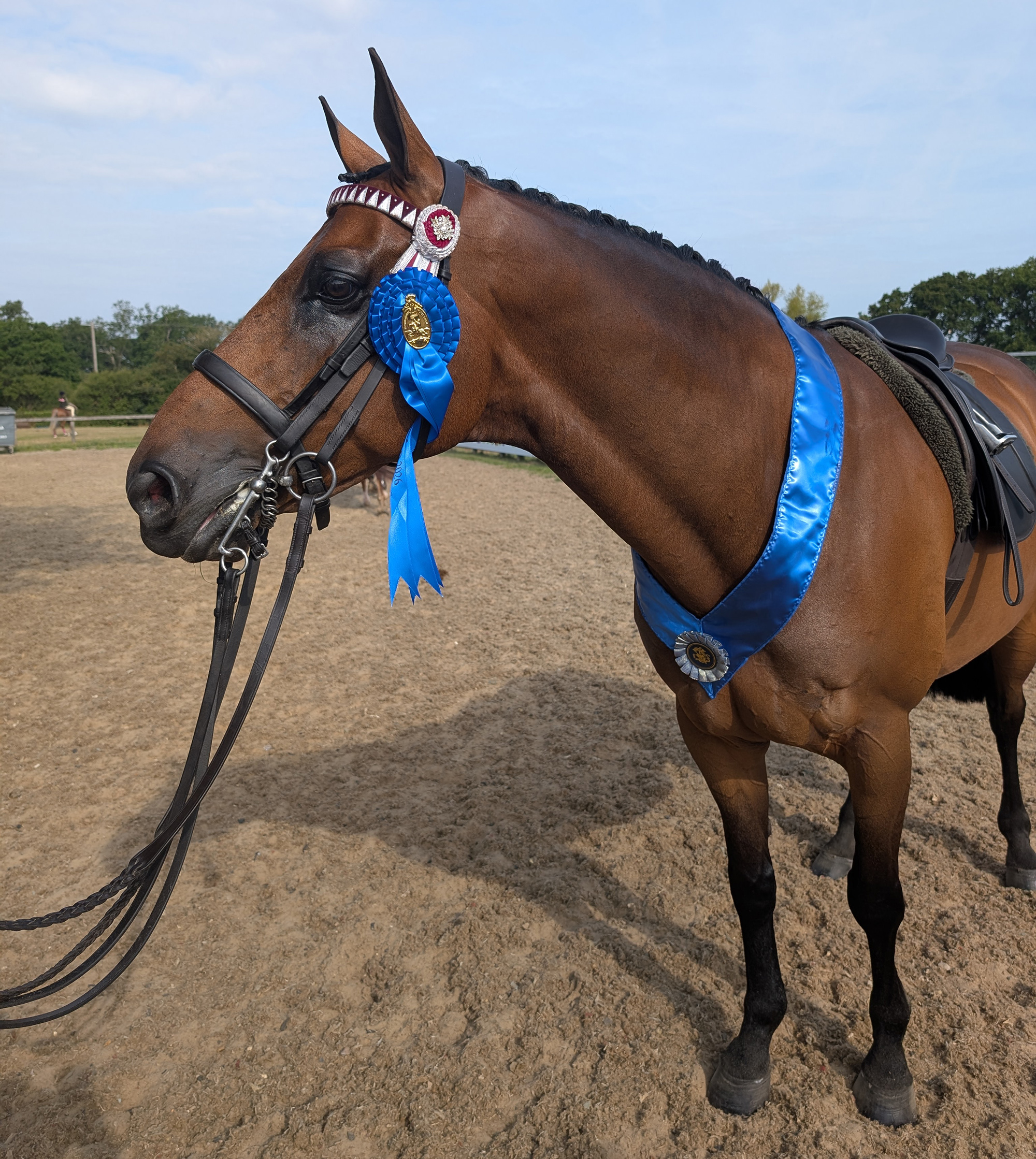 A bay riding horse wearing a blue winner's sash and rosette with a double bridle and burgundy and gold browband