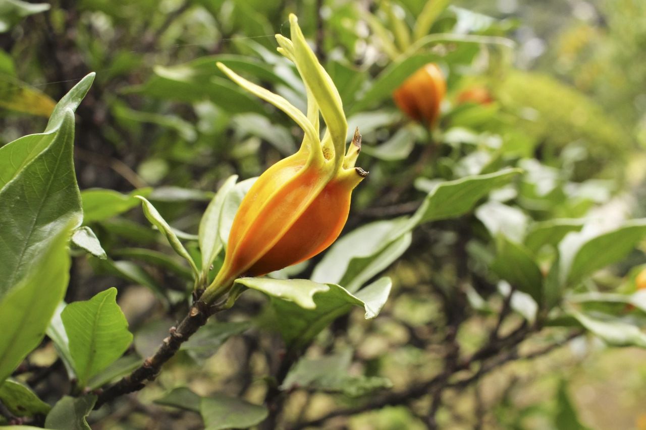 Wilted Gardenia Flower Forming into Orange Seed Pod