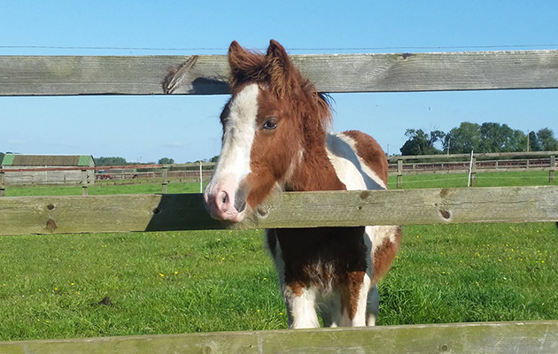 Huckleberry-at-World-Horse-Welfare2-Sept-15.jpg